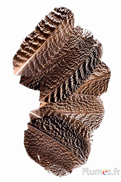 Petalo in piume - 11-15 x 5-6 cm - naturale